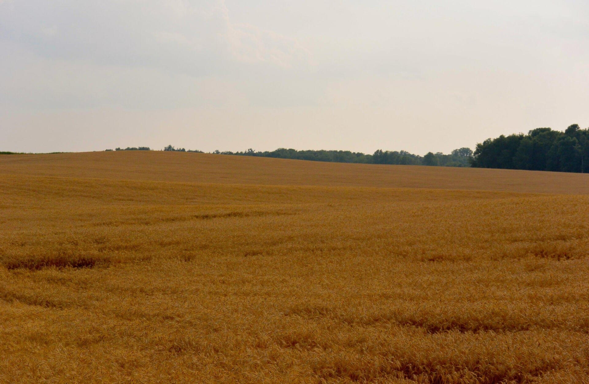 Wheat Field