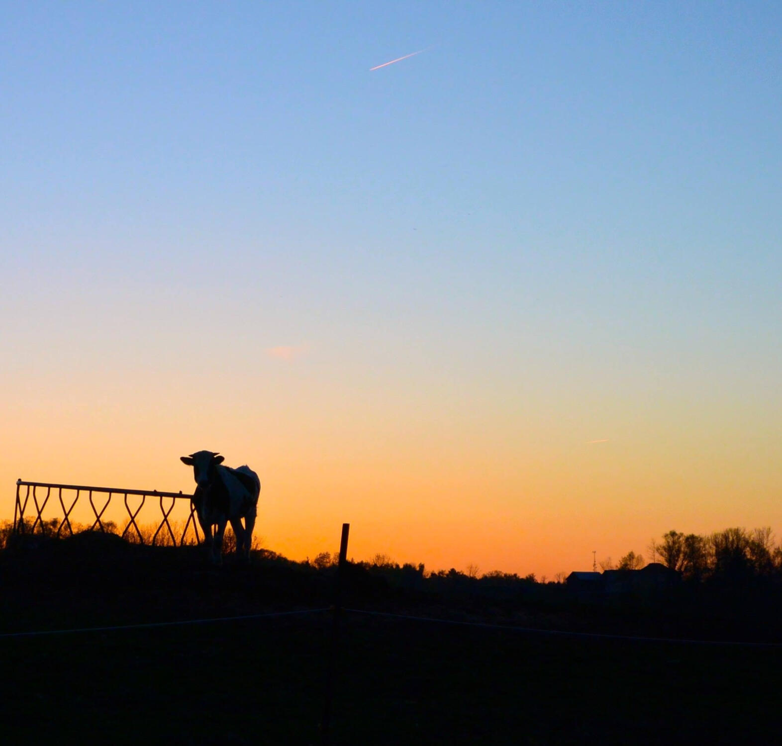 Sunset Cow